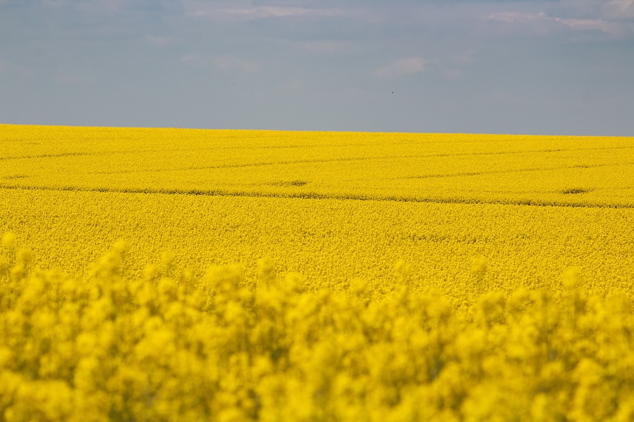 Рапичното масло – все по-търсен продукт по света