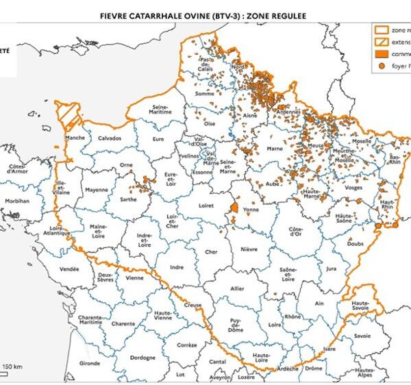 712 са потвърдените огнища на син език във Франция