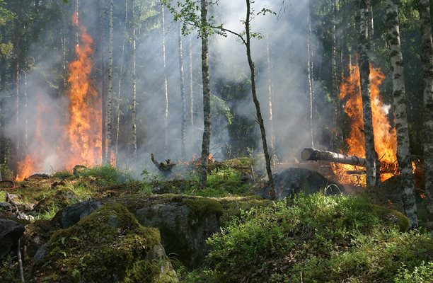 България е на второ място по горски пожари в Европа