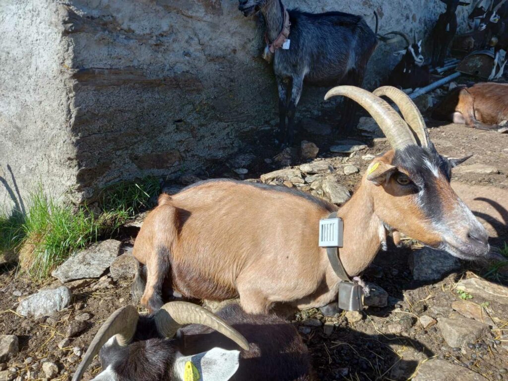 Ново: Ароматизирани нашийници за защита от вълци