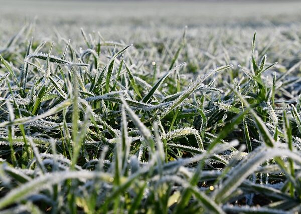 Закалените пшеници издържат до -25°C