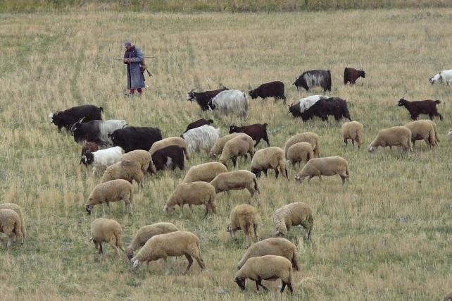 През 2000 г в България е имало 487 000 животновъда