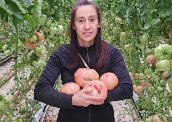 В Мадрид в истинска сензация се превърне български домат отгледан в Сливница