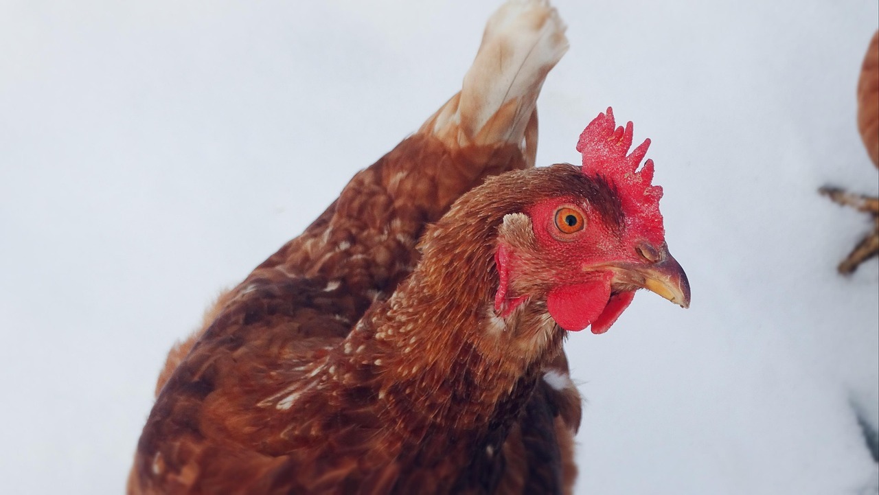 Продуктивност на селскостопанските животни -как да я повишим през зимата
