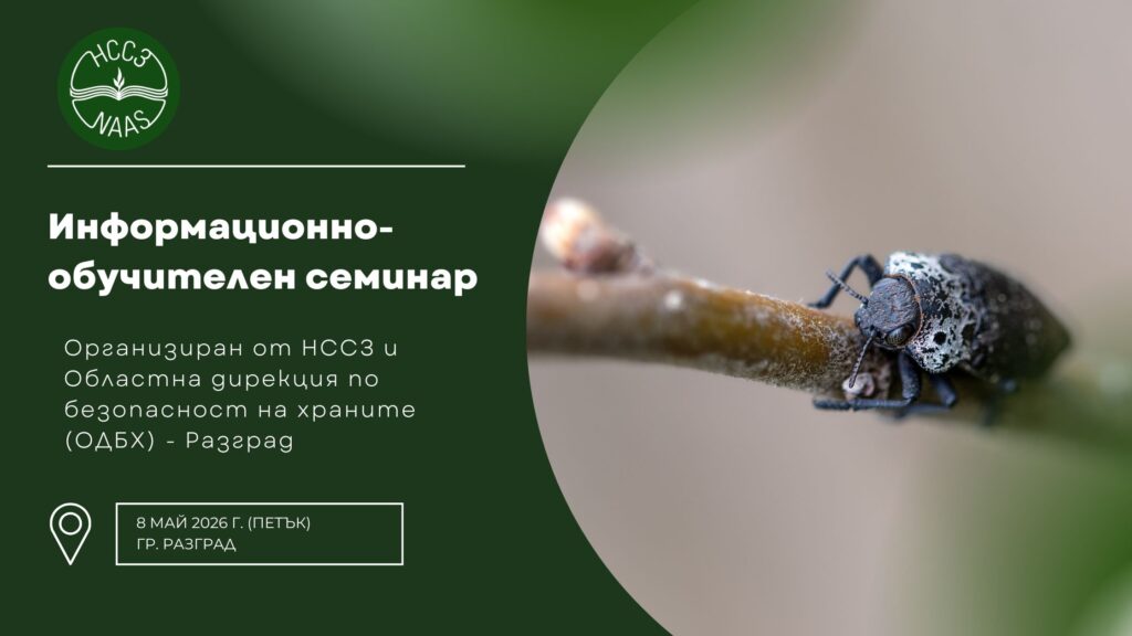 семинар черна златка