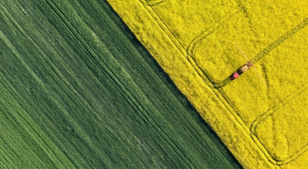 отглеждане на рапица в Европа