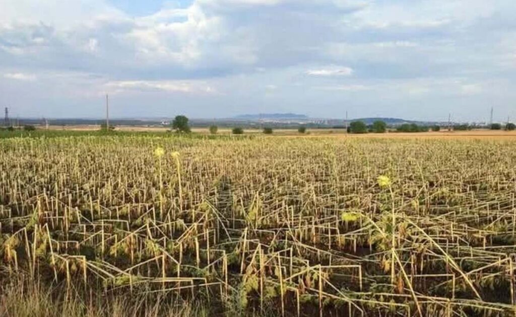 щети от градушката в Ямболско