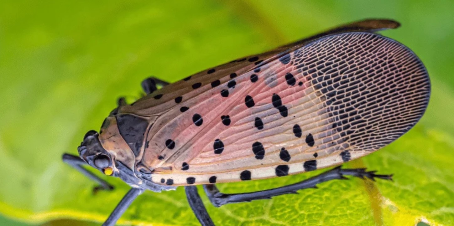 Lycorma delicatula в Европа
