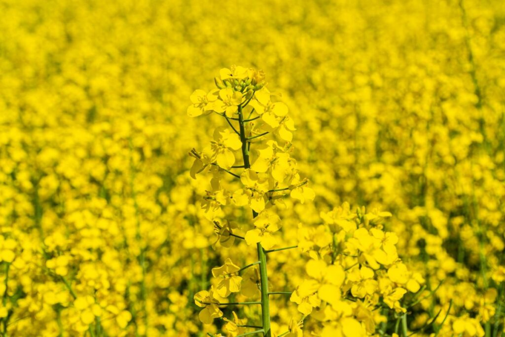 Bayer и Neste обединяват сили в отглеждането на рапица за биогорива в САЩ