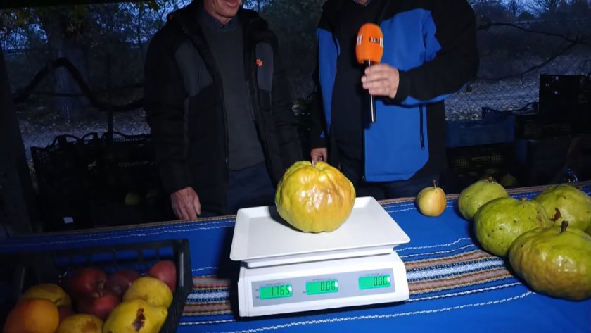 2-килограмова круша